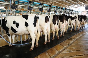 Ordenha de vacas leiteiras em confinamento